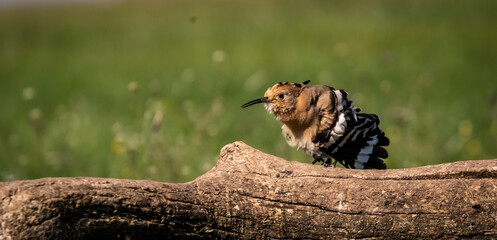 Eurasian hoopoe (Upupa epops) preening on a branch in a meadow