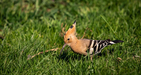 Eurasian hoopoe (Upupa epops) looking for food on the ground in a meadow © firesalamander
