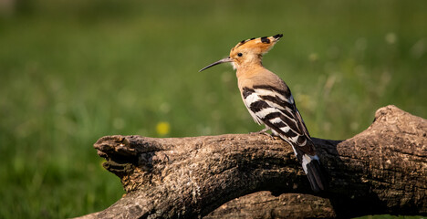 Eurasian hoopoe (Upupa epops) resting on a branch in a meadow