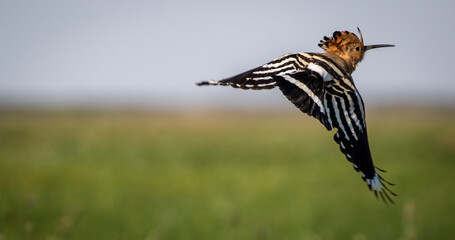 Eurasian hoopoe (Upupa epops) in flight in a meadow © firesalamander