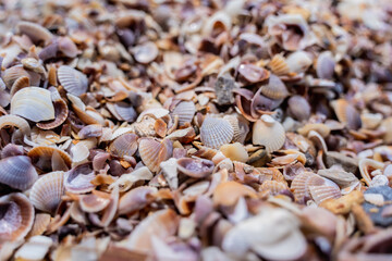 Beach full of shells on the ocean side