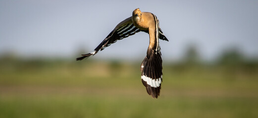 Eurasian hoopoe (Upupa epops) in flight in a meadow, front view