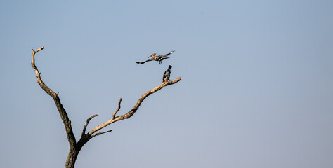 Eurasian hoopoe (Upupa epops) after mating on a dry tree in a meadow