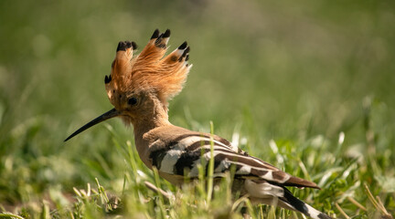 Eurasian hoopoe (Upupa epops) looking for food on the ground in a meadow © firesalamander