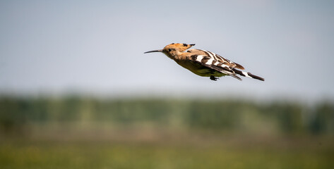 Eurasian hoopoe (Upupa epops) in flight in a meadow