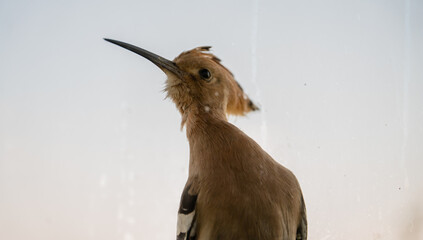 Eurasian hoopoe (Upupa epops) close-up © firesalamander