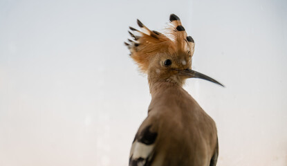 Eurasian hoopoe (Upupa epops) close-up