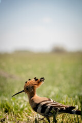 Eurasian hoopoe (Upupa epops) looking for food on the ground in a meadow