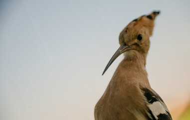 Eurasian hoopoe (Upupa epops) close-up