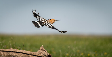 Eurasian hoopoe (Upupa epops) in flight in a meadow © firesalamander