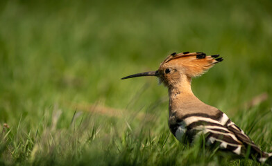 Eurasian hoopoe (Upupa epops) looking for food on the ground in a meadow