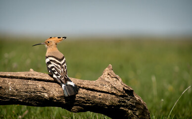 Eurasian hoopoe (Upupa epops) resting on a branch in a meadow