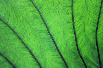 green leaf texture