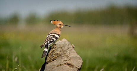 Eurasian hoopoe (Upupa epops) resting on a rock in a meadow © firesalamander