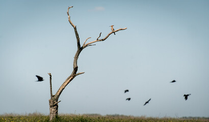Eurasian hoopoe (Upupa epops) resting on a dry tree in a meadow with crows flying in the background © firesalamander