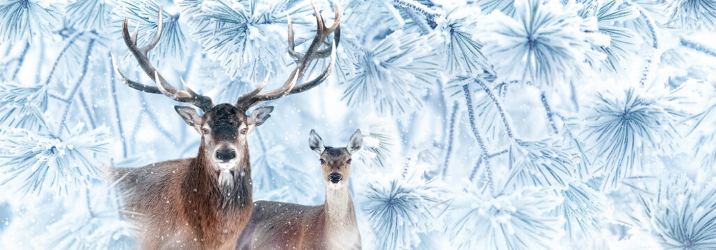 Noble deers in a fabulous coniferous snowy forest. Winter wonderland. Banner format.
