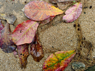 The texture of dry autumn brown leaves on the ground