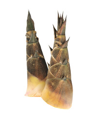 Bamboo shoot on transparent png