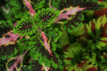 red and green leaves