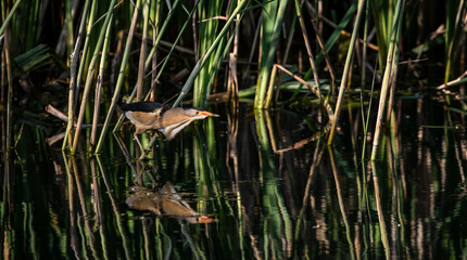 Little bittern (Ixobrychus minutus) male fishing in the reeds