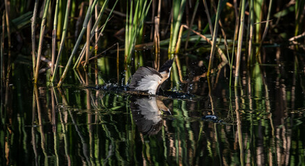 Little bittern (Ixobrychus minutus) male fishing in the reeds