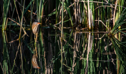 Little bittern (Ixobrychus minutus) male hiding in the reeds