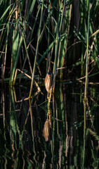 Little bittern (Ixobrychus minutus) male hiding in the reeds