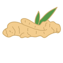 ginger spice herb hand drawn