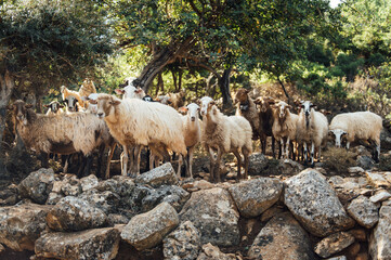 Herd of domestic sheep and goats on a mountain pasture. Greek island of Crete