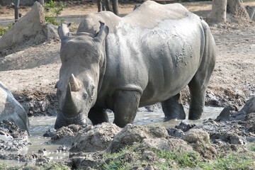 Fototapeta premium The white rhino is mammal and wildlife in garden