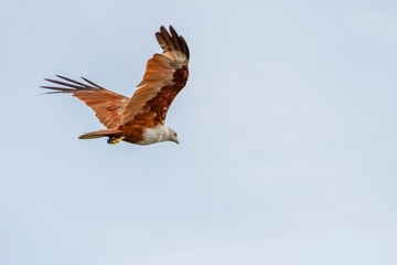 Red eagle fly on the sky in nature at thailand