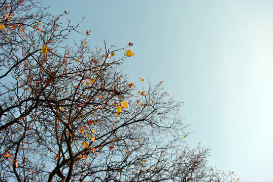 Linden tree branches with few yellow leaves on blue sky background, top view