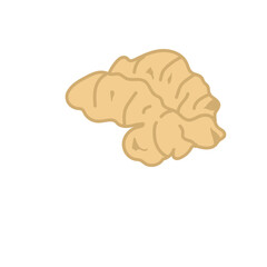 ginger spice herb hand drawn