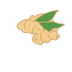 ginger spice herb hand drawn