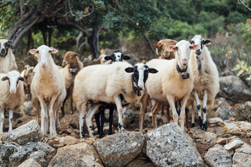Herd of domestic sheep and goats on a mountain pasture. Greek island of Crete