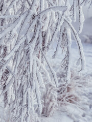 frost on branches