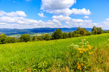 Green meadow with flowers in Beskidy Mountains on sunny summer day near Zywiec, Poland