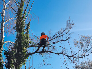 Lumberjack with saw and harness climbing a tree
