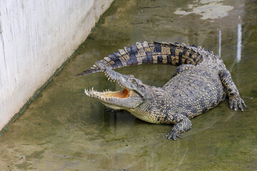 Close up crocodile is action show head in garden