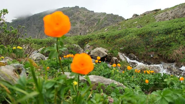 Mountain landscape with orange flowers Globeflowers (Trollius asiaticus)