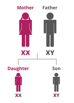 Imágenes de X-Chromosome: descubre bancos de fotos, ilustraciones