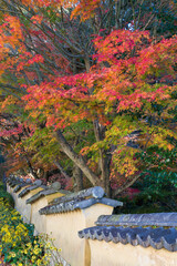 松平郷の室町塀と紅葉