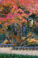 松平郷の室町塀と紅葉