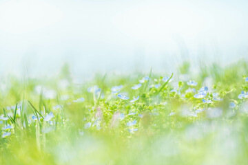 春の草原に咲く小さな花たち