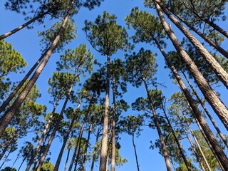 tall pine trees