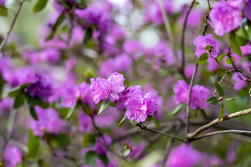 Close - up of flowers of Rhododendron dahuricum. Bright pink flowers of Rhododendron dauricum in early spring