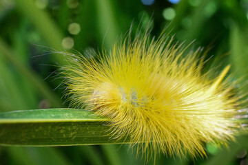 Yellow fluff caterpillar crawling on green grass, blurred background.