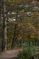 Autumn path, afternoon walk among colorful trees