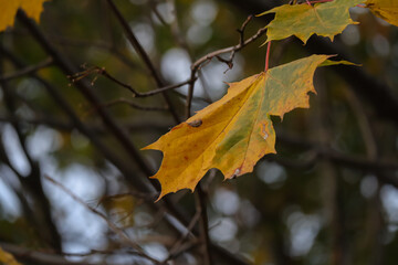 Autumn season in the forest, dry leaves, warm colors