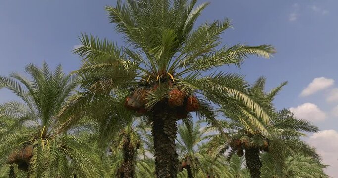 Date palm trees with clusters of ready for harvest Dates and blue cloudy sky in the background